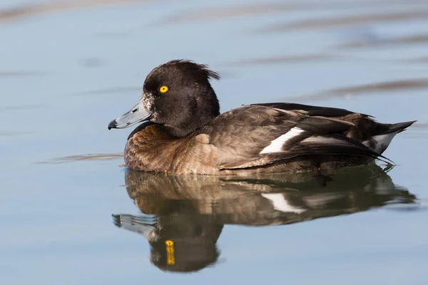 Canard touffu (Aythya fuligula) femelle en nageant — Photo