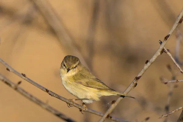 Gransångare fågel på filial (Phylloscopus collybita) söker — Stockfoto