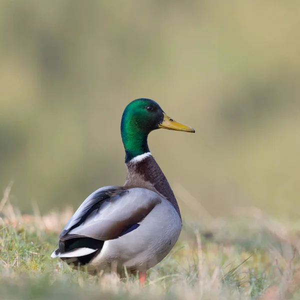 Macho mallard (anas platyrhynchos) caminhando no prado — Fotografia de Stock