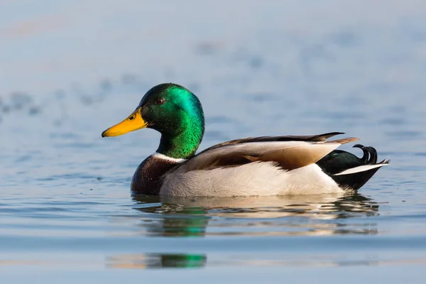 Portrait de canard colvert mâle nageant (anas platyrhynchos ) — Photo