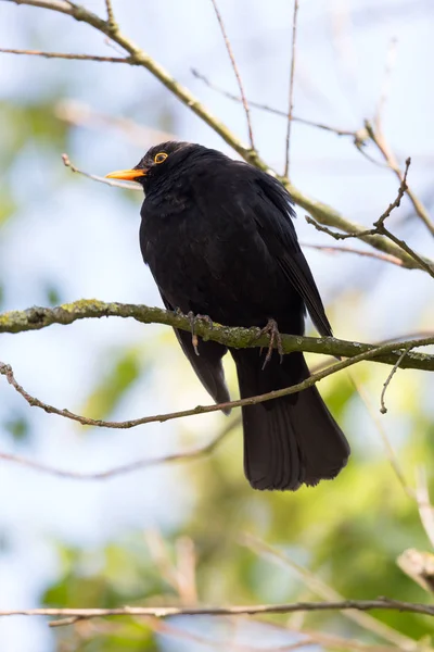 Porträtt av manlig Blackbird (Turdus merula) sittande — Stockfoto