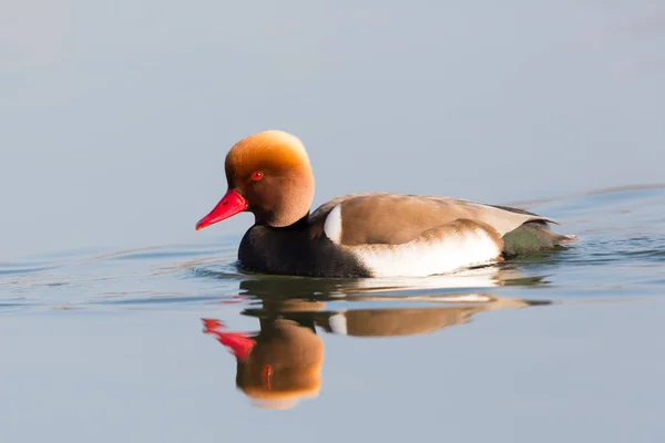Pochard à crête rouge (netta rufina) mâle nageant en miroir — Photo