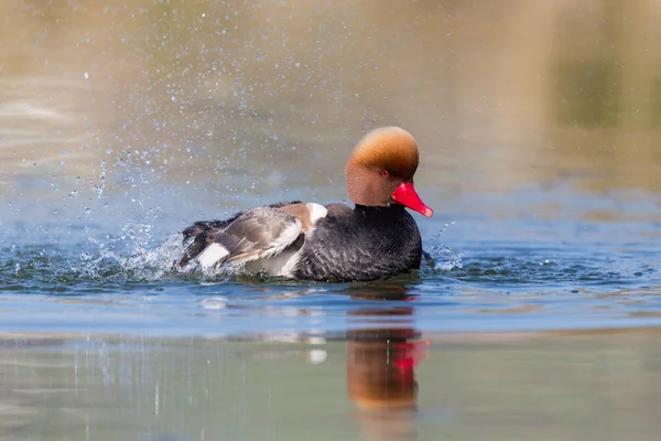 Retrato de pochard macho de crista vermelha (netta rufina ) — Fotografia de Stock