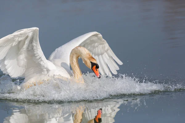 Cisne mudo (Cygnus olor) con alas extendidas salpicaduras — Foto de Stock