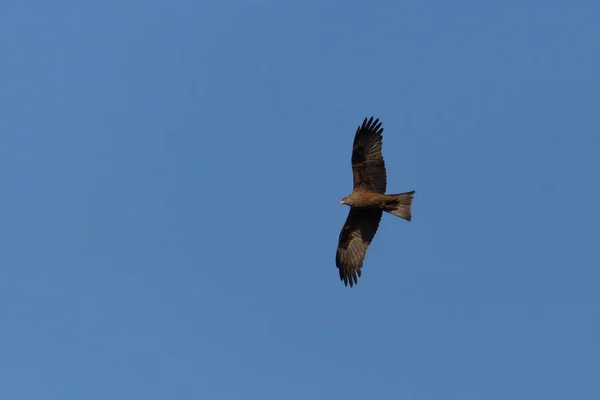 black kite (milvus migrans) flying, blue sky