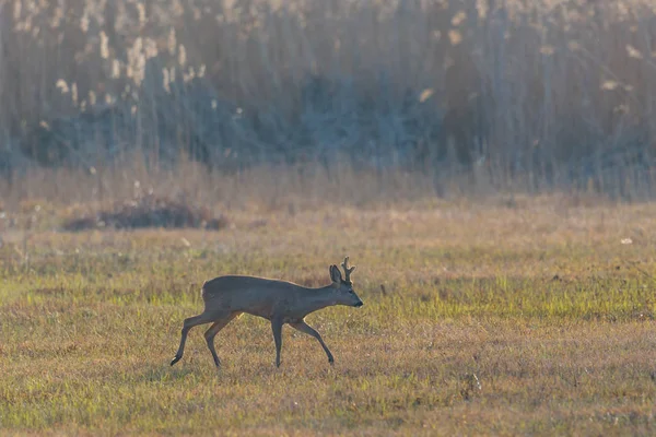 Young roebuck standing on glade with reed, against the light — Stock Photo, Image