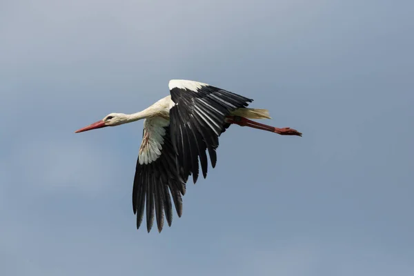 Close-up flying natural white stork (ciconia ciconia) in blue sky — Stock Photo, Image