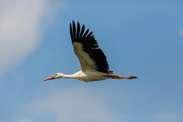 Latający bocian biały (Ciconia ciconia) w błękitne niebo — Zdjęcie stockowe