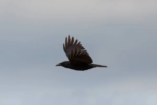 Corvo de carniça (corvus corone) em voo — Fotografia de Stock