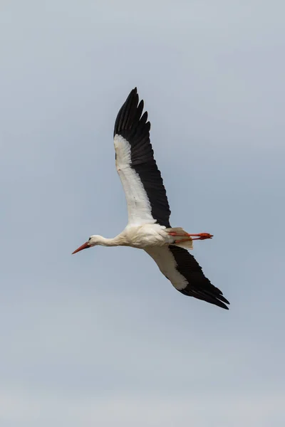 Cigüeña blanca voladora (ciconia ciconia), cielo nublado, alas extendidas — Foto de Stock