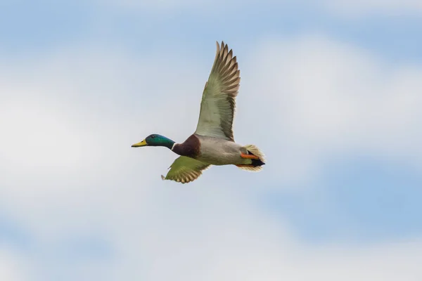 Canard colvert mâle (Anas platyrhynchos) en vol — Photo