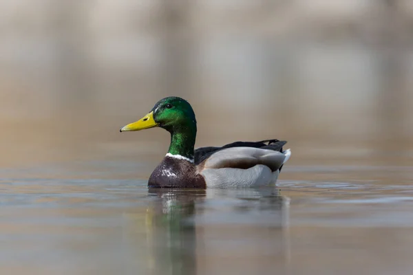 Manlig gräsand Anka (Anas platyrhynchos) simning — Stockfoto