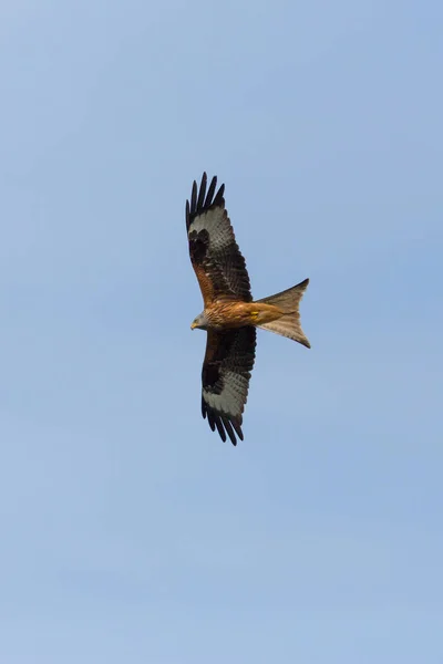 Porträt fliegender Rotmilan (milvus milvus) blauer Himmel, ausgebreitete Flügel — Stockfoto