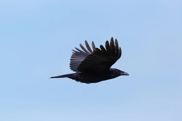 Вид сбоку портрет ворона (Corvus corone) в полете — стоковое фото