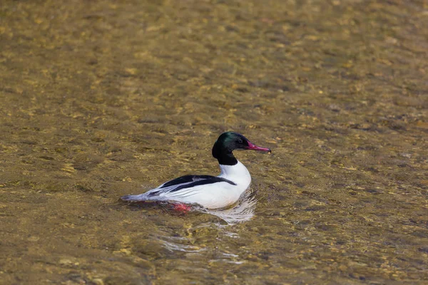 Portrait détaillé mâle hareng commun (mergus merganser ) — Photo