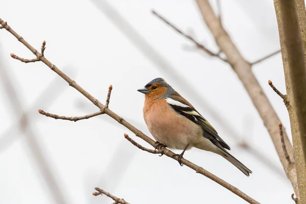 Naturlig manlig vanlig finkfink (Fringilla coelebs) stående — Stockfoto