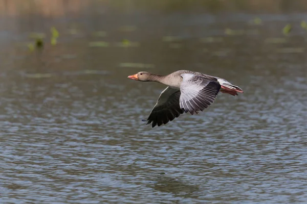 Серый гусь (anser anser), летящий в естественной среде — стоковое фото