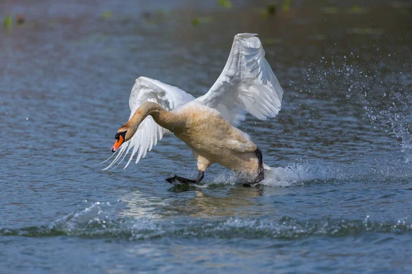 Cigno muto (cygnus olor) che scorre sull'acqua — Foto Stock