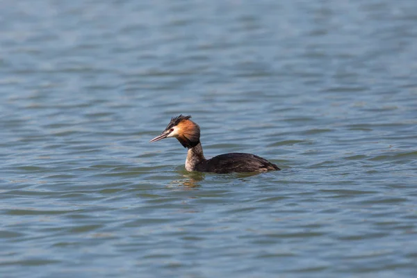 Natação grande grebe crested (podiceps cristatus ) — Fotografia de Stock