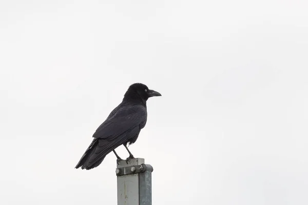 Изолированная падальная ворона (Corvus corone) стоя — стоковое фото