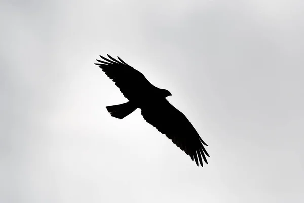 Silhouette black kite (milvus migrans), sky, spread wings — Stock Photo, Image