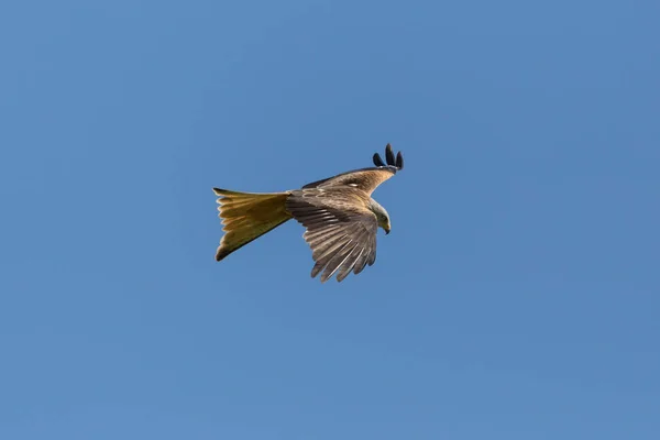 Vista lateral voando pipa vermelha (milvus milvus) raptor pássaro, céu azul — Fotografia de Stock