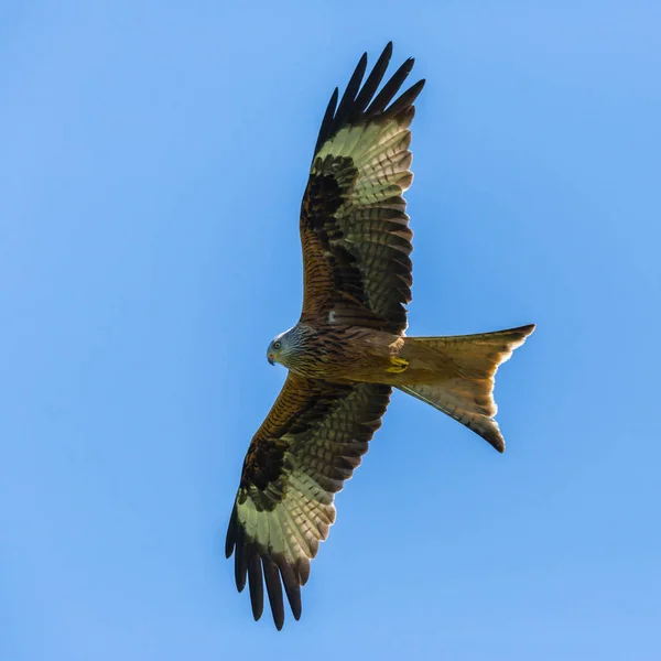 Mavi gökyüzünde portre uçan kırmızı uçurtma (milvus milvus) raptor kuş — Stok fotoğraf