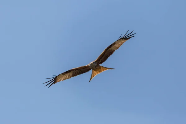 Přední pohled létající červený drak (Milvus Milvus) Raptor Bird — Stock fotografie