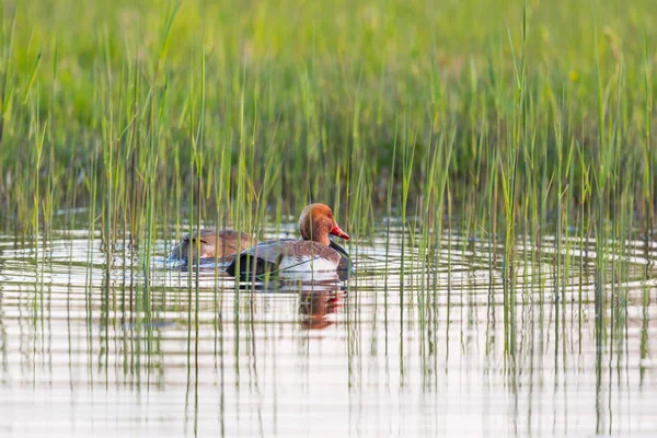 Par de patos-de-crista-vermelha (netta rufina) nadando — Fotografia de Stock