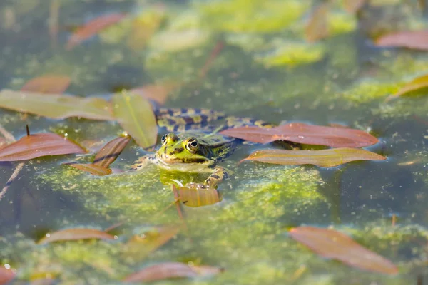 Sapo verde sentado nadando em água de algas — Fotografia de Stock