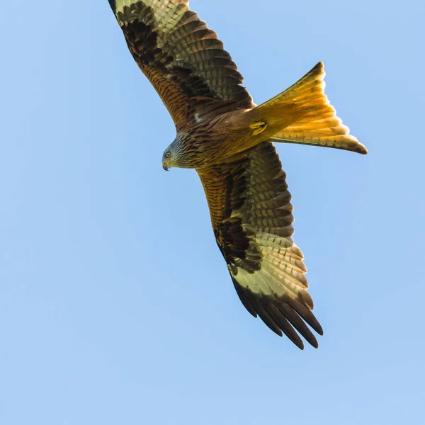 Portrait red kite bird (milvus milvus) flying, blue sky — Stock Photo, Image