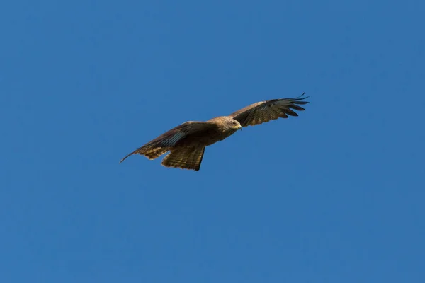 Front view black kite (milvus migrans) flying in blue sky — Stock Photo, Image
