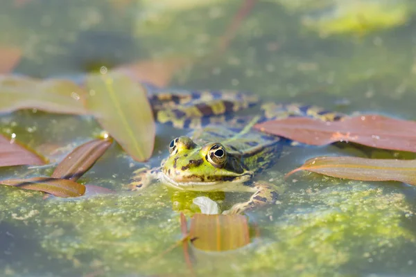 Rã verde (rana) com cabeça sobre a superfície da água, plantas aquáticas — Fotografia de Stock