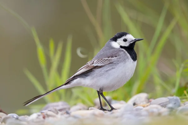 yakın görüş beyaz wagtail kuş (motacilla alba)