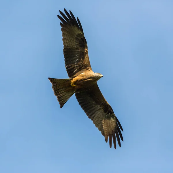 Close portrait flying black kite (milvus migrans), céu azul — Fotografia de Stock