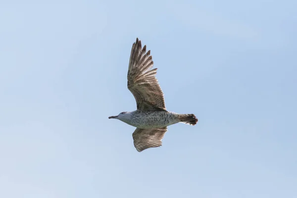 Isolated juvenile sea gull in flight, blue sky, spread wings — Stock Photo, Image