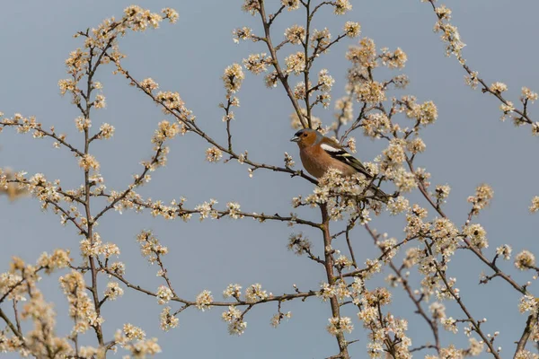 Queixo macho comum (coelebs fringilla) em pé no ramo — Fotografia de Stock