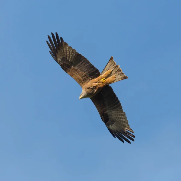 Черный воздушный змей (Milvus migrans) в полете — стоковое фото