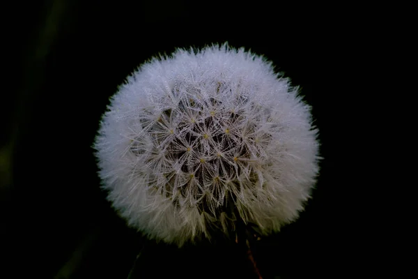 Flor blanca natural de diente de león (taraxacum officinale) sobre fondo negro — Foto de Stock