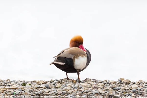 Portrait de canard à crête rouge (netta rufina) mâle debout — Photo