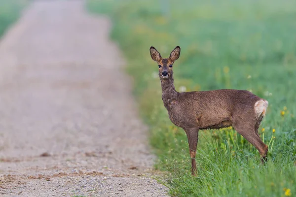 karaca ayakta ve yolda bekliyor