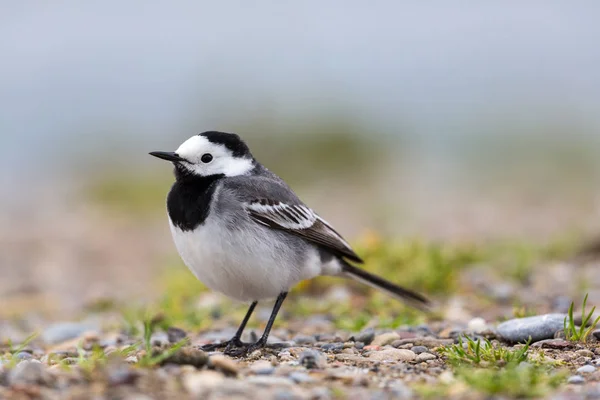 Close View van witte kwikstaart (Motacilla Alba) — Stockfoto