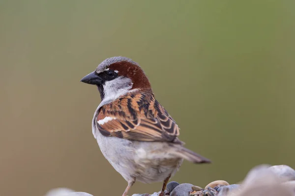 Gorrión de la casa de retratos (passer domesticus ) —  Fotos de Stock