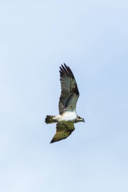 osprey kuş (pandion haliaetus) kanatları ile uçan