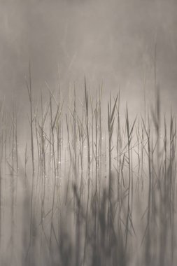 sabah arka ışıkta sazlık alanı