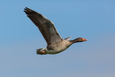 mavi gökyüzünde uçan gri kaz portresi (anser anser)