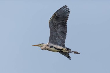 yakın çekim uçan gri zon (ardea cinerea)
