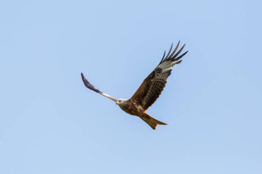 detaylı portre uçan kırmızı uçurtma (milvus milvus) raptor kuş