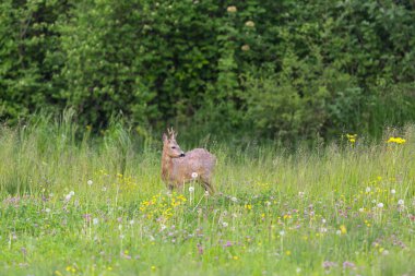 Genç çayır kuşu yeşil çayırda duruyor.