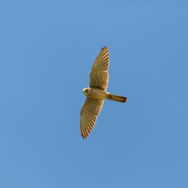 ortak kerkenez (falco tinnunculus) mavi gökyüzünde uçan
